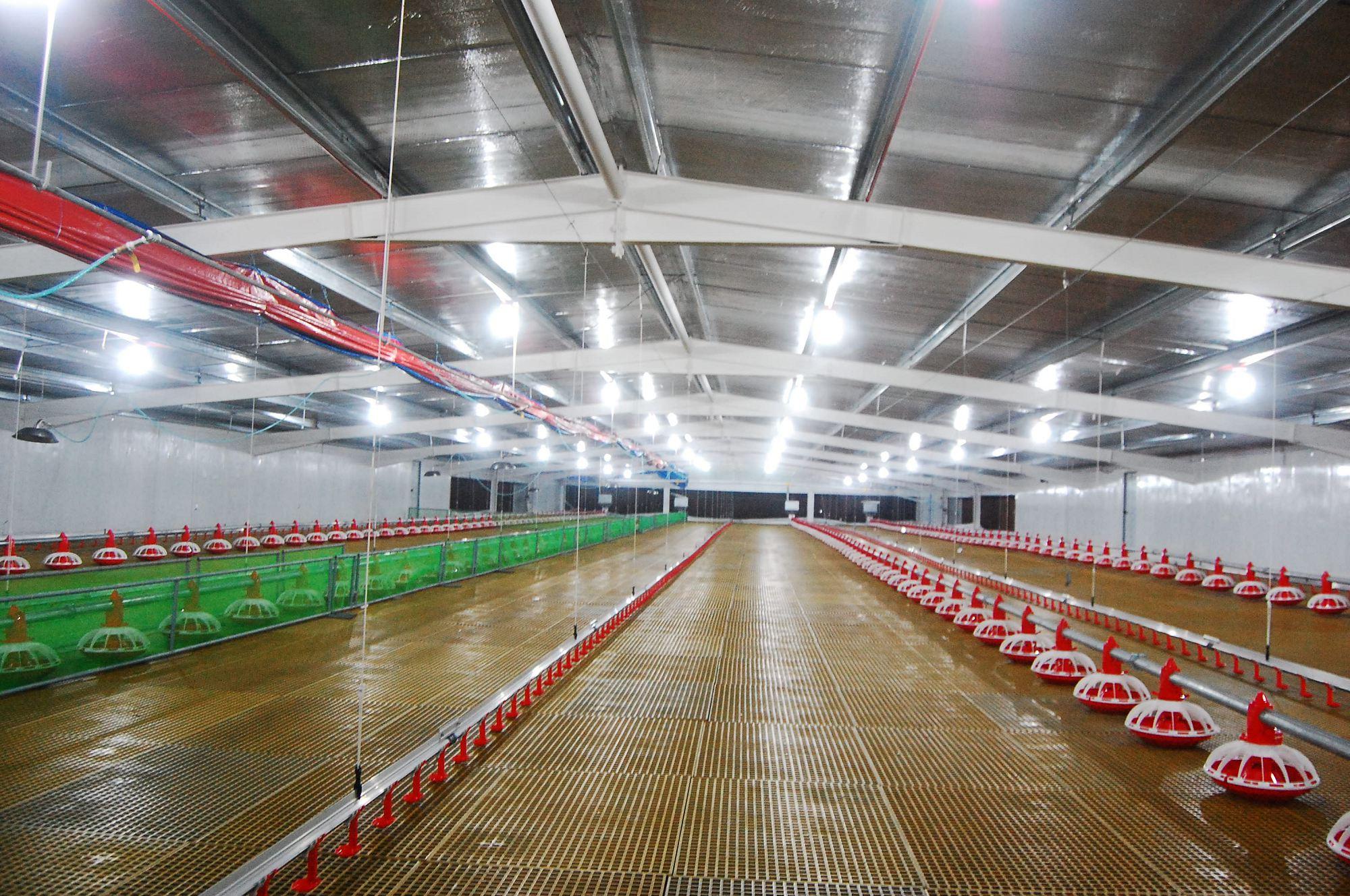 Complete Belmont Poultry Equipment in CCS 3 Poultry House. Belmont